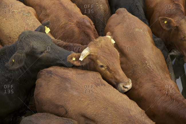 Cows crowded together in pen at Liniers Cattle Market