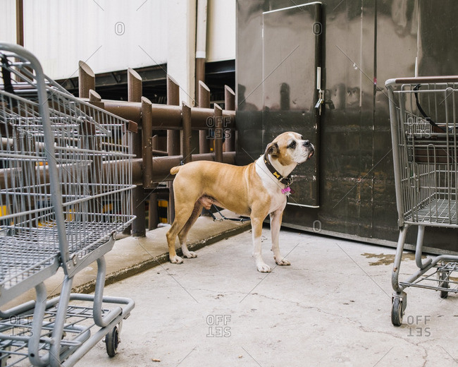 Dog standing outside in an area with shopping carts