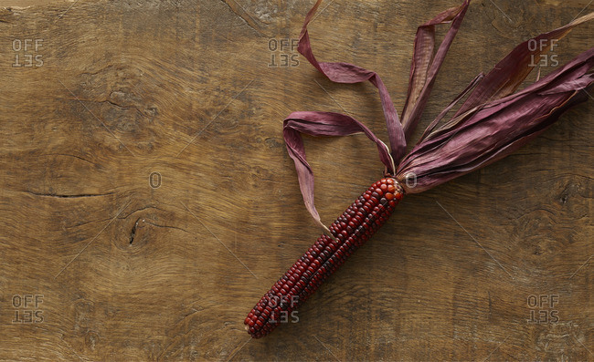 Flint corn, (Zea mays indurata), still life