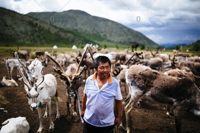 Mongolia - July 12, 2016: Domesticated reindeer graze near a small community of Tsaatan peoples in the East Taiga of northern Mongolia