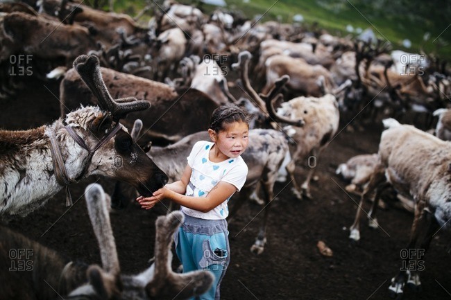 Mongolia - July 12, 2016: Young Tsaatan girl with a herd of domesticated reindeer in the East Taiga of northern Mongolia