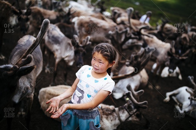 Mongolia - July 12, 2016: A young Tsaatan girl with a herd of domesticated reindeer in the East Taiga of northern Mongolia