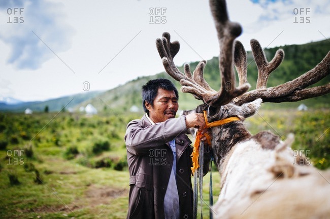 Mongolia - July 13, 2016: A Tsaatan man prepares a reindeer from his herd for riding in the East Taiga of northern Mongolia