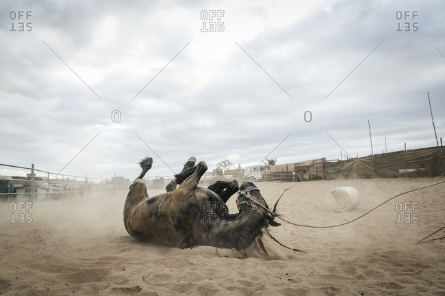 Horse rolling in sand in corral