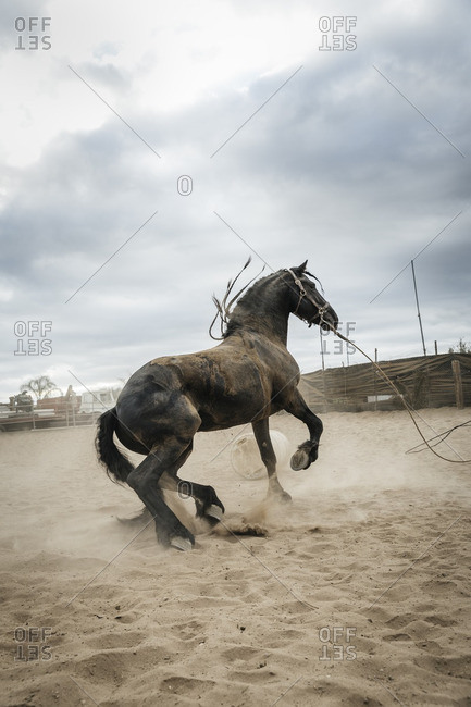 Horse playing in sand in corral