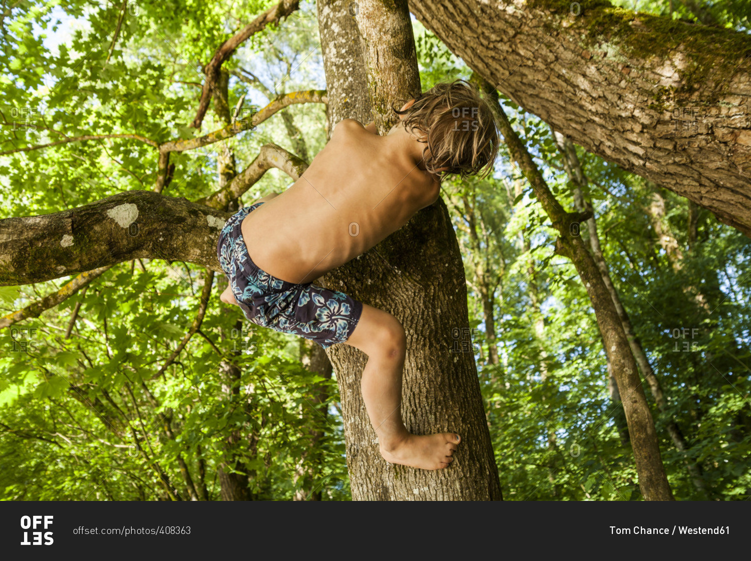 Back View Of Little Boy Climbing On A Tree In The Forest Stock Photo