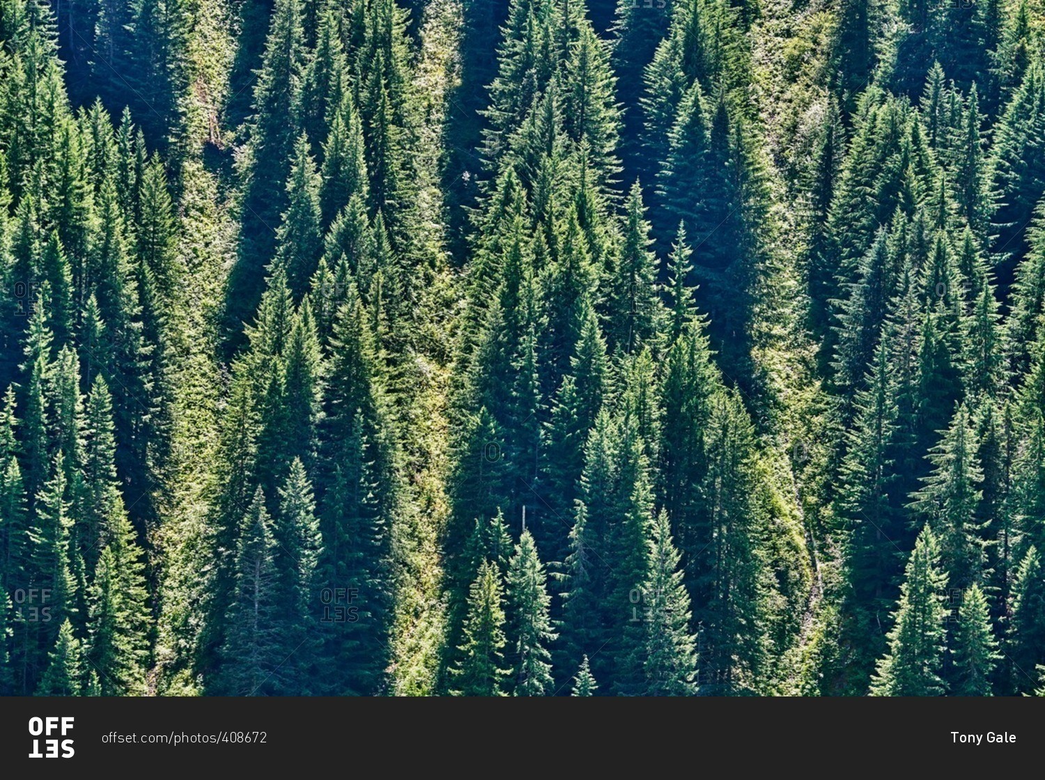 Forest full of pine trees at Mount Rainier National Park, Washington