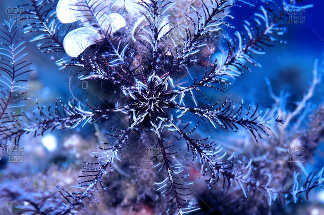 Close-up of a star-shaped sea creature from the Mediterranean Sea