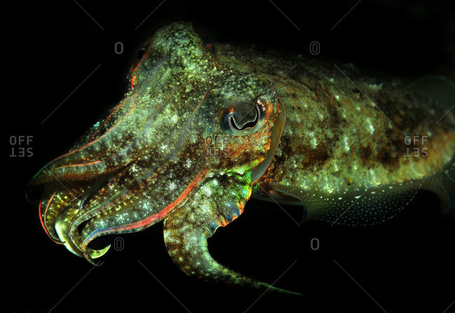 Head of a squid swimming underwater