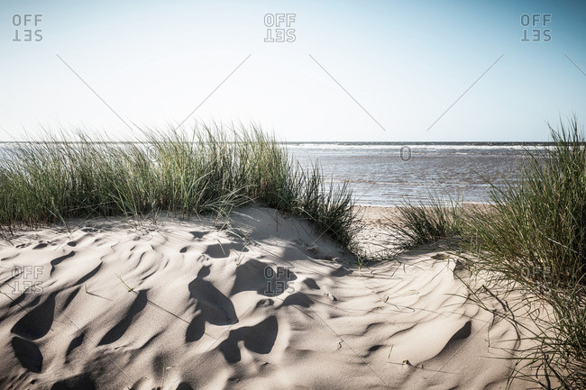 Grassy sand dunes on beach
