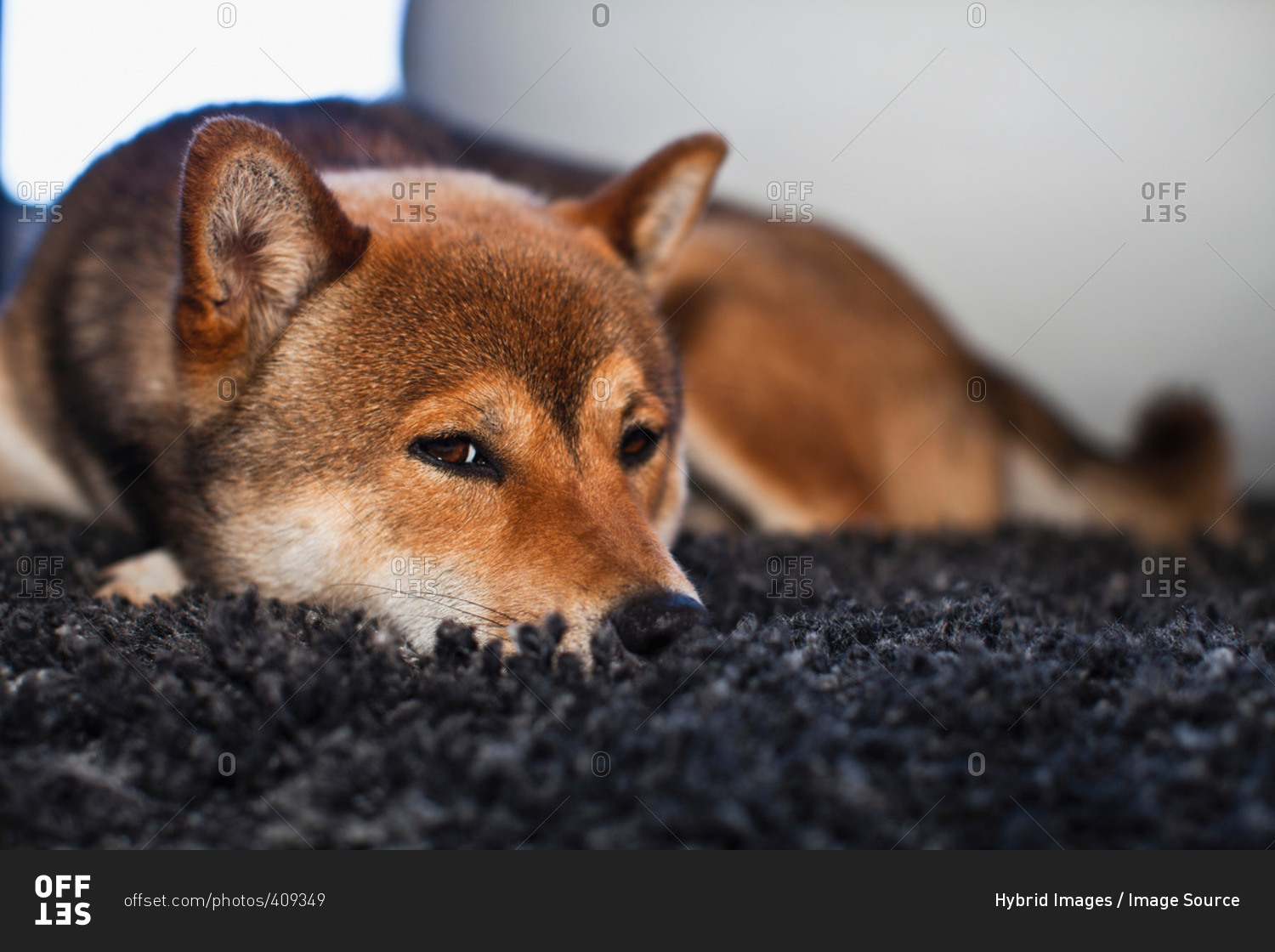 Dog laying on rug