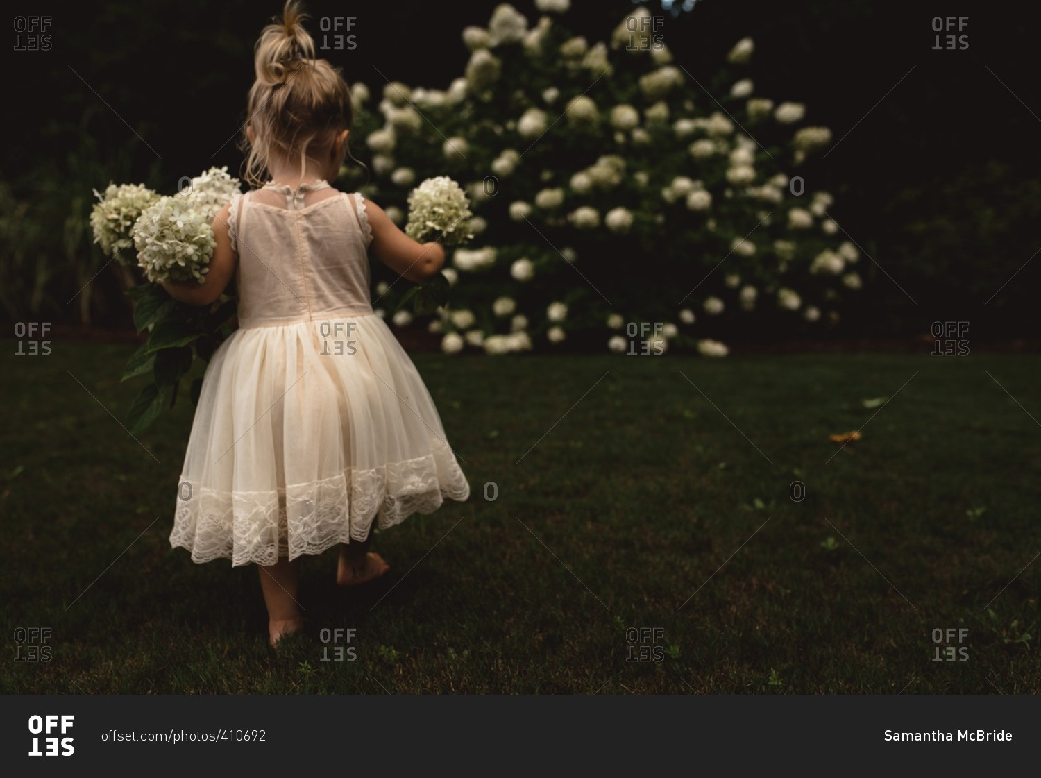 Toddler girl in white dress carries hydrangea blooms in garden