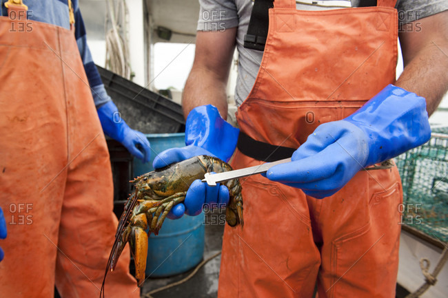 Lobsterman measures length of lobster on boat in Casco Bay