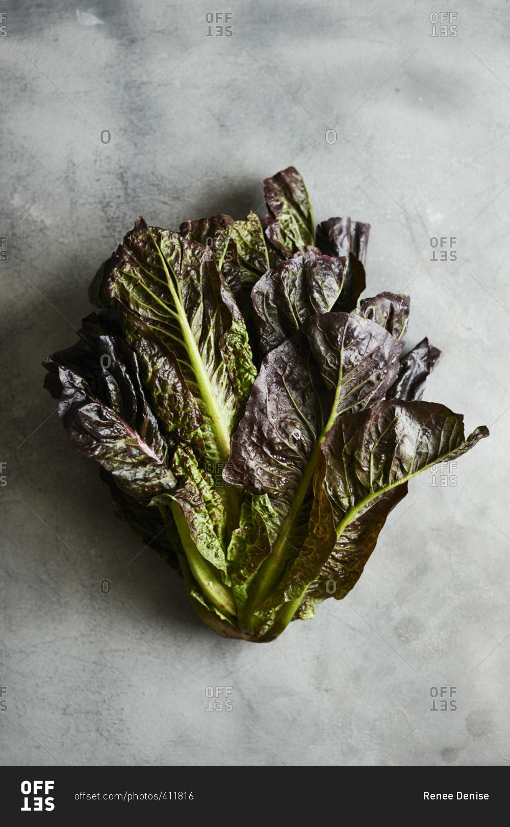 Head of red leaf lettuce on gray background