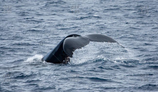 Behavior of Humpback whale - Offset
