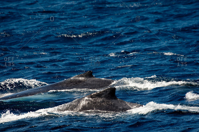 Behavior of Humpback whales - Offset
