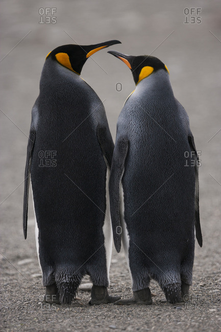 Two adult King Penguins, standing side by side, beak to beak on South Georgia Island