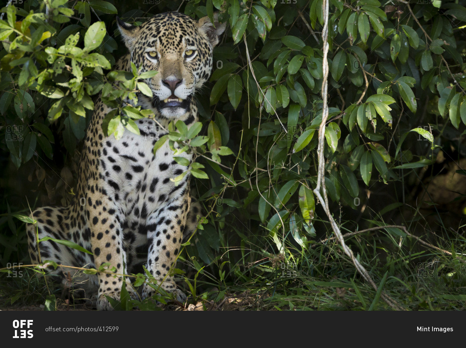 Jaguar, a young animal peering out from the foliage in the forest in Brazil