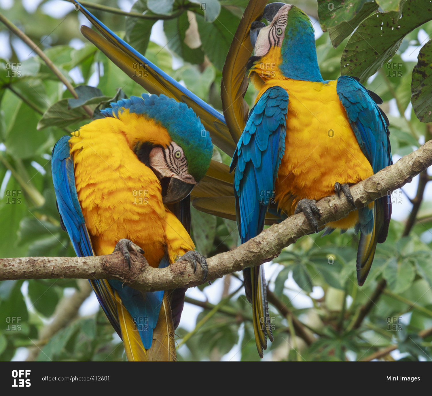 Blue-and-yellow macaws, Pantanal, Brazil