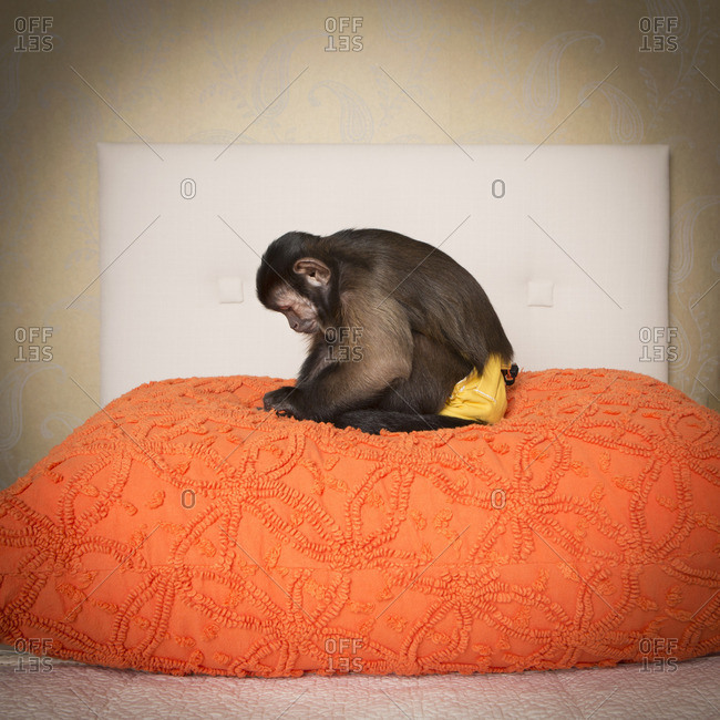 A capuchin monkey seated on a bed in a bedroom. An orange coverlet.