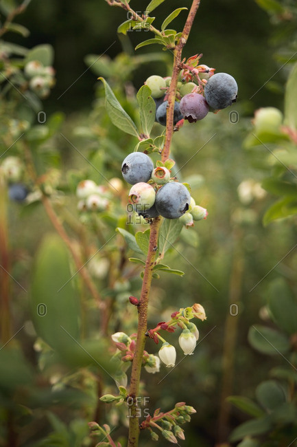 Blueberries ripening on the bush