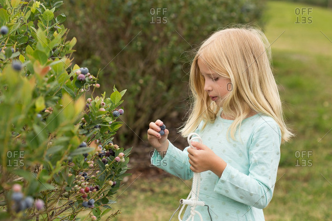 Blonde girl picking blueberries - Offset
