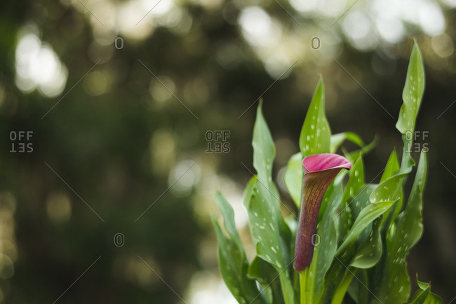 Purple calla lily plant - Offset