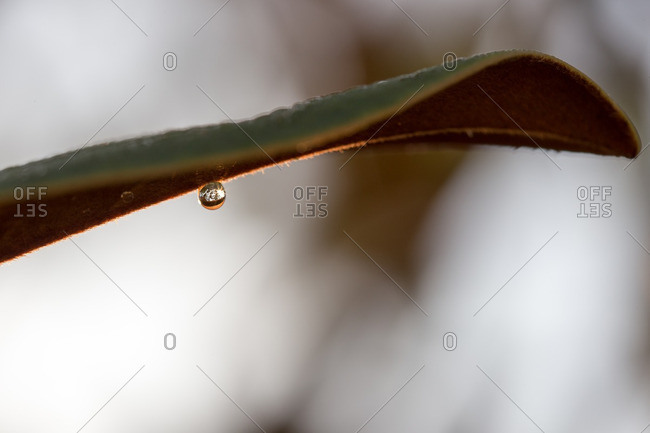 Dew drop on bottom of leaf