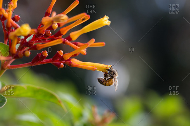 Bee drinking nectar from a flower
