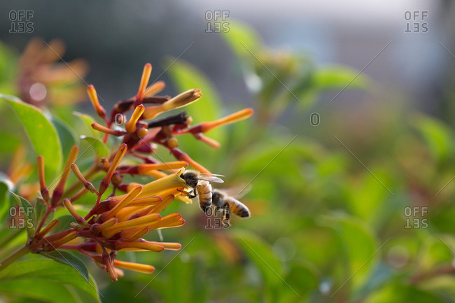 Bees drinking nectar from flower