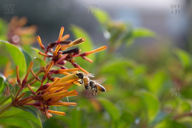 nectar flower hive nectar flower hive