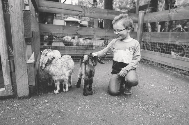 Boy petting animals in a petting zoo