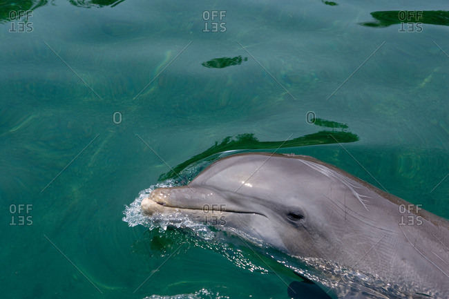 Large group of bottlenose dolphins, Seymour, Galapagos, Ecuador, South  America stock photo