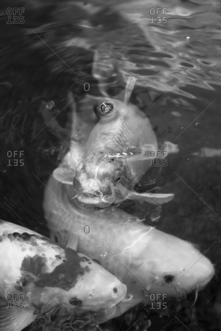 Close up of Koi fish swimming in a pond in black and white