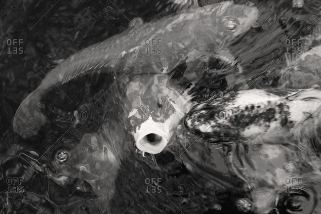 Koi fish swimming in at the water\'s surface in black and white