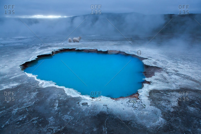 Icelandic sheep at geothermal pool in the remote Kjoslur highlands