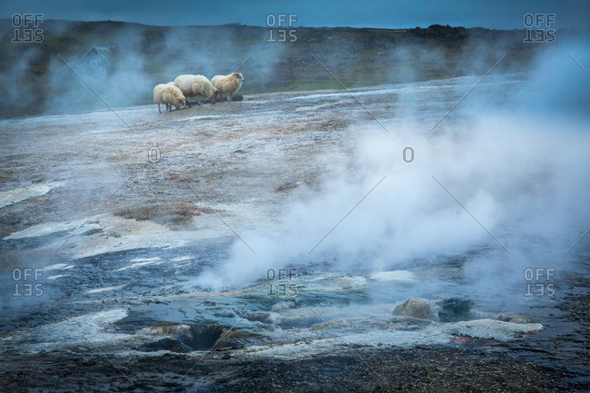 Icelandic sheep at geothermal location in the remote Kjoslur highlands