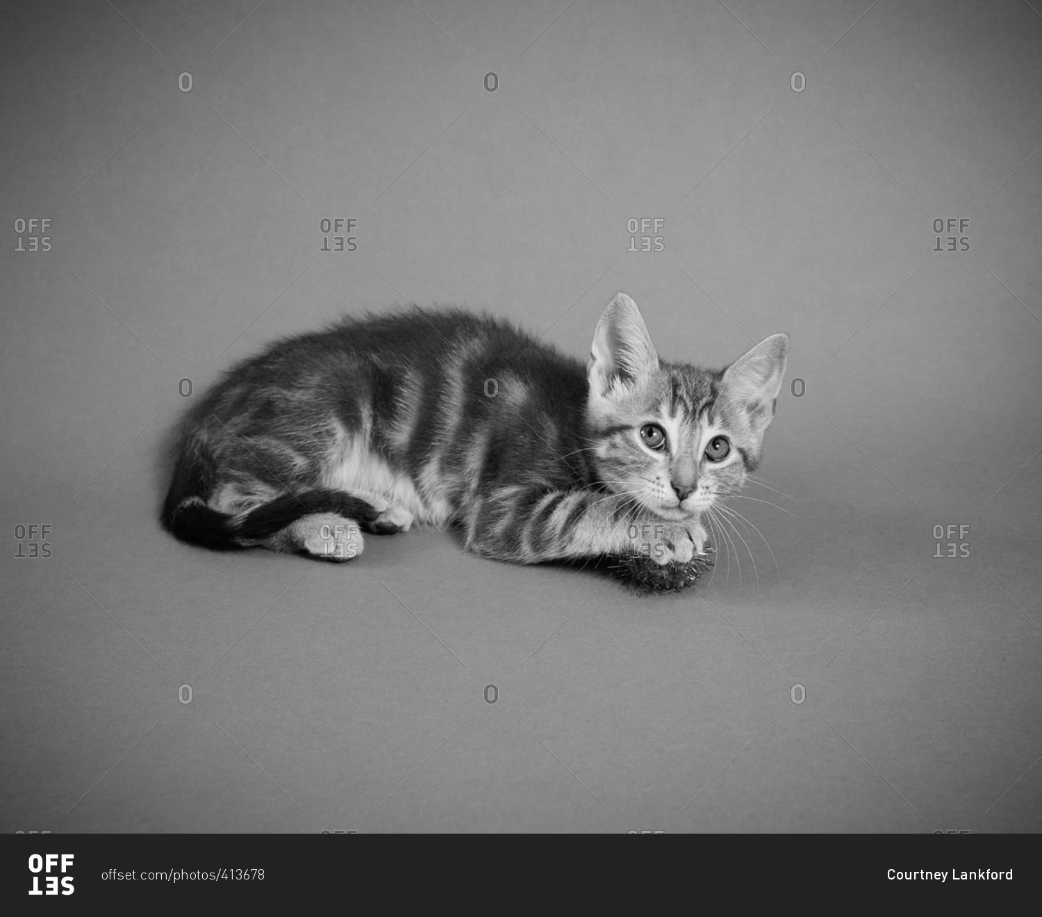 Portrait of a tabby kitten playing with pom pom