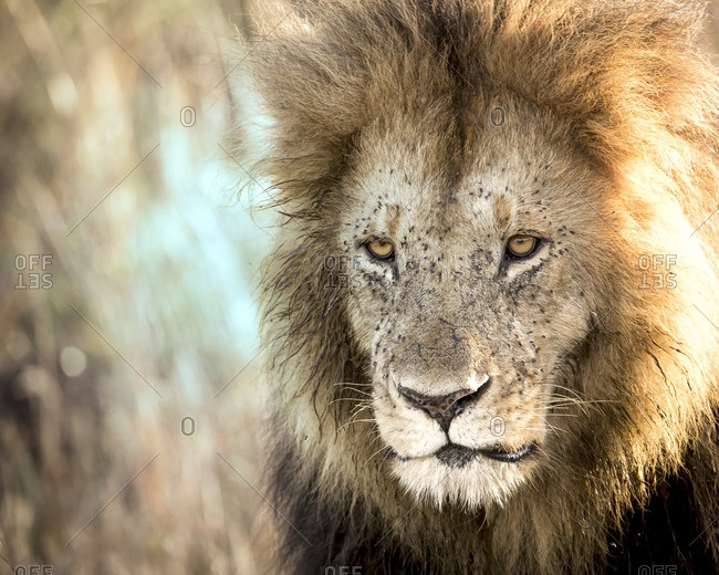 Close-up portrait of lion with full black mane