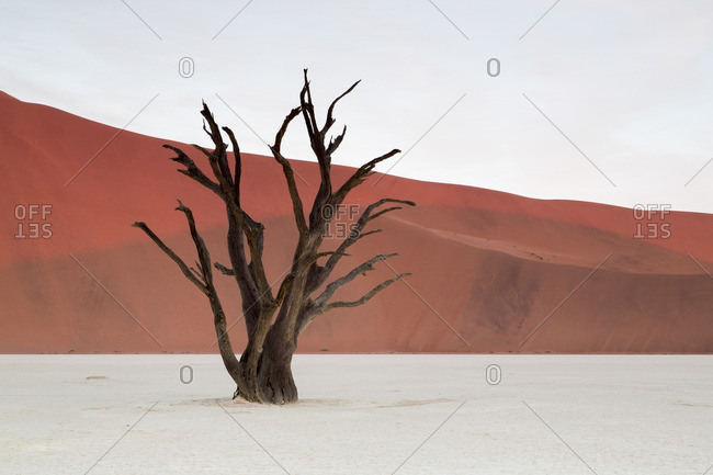Deadvlei scene with dead tree and red sand dune
