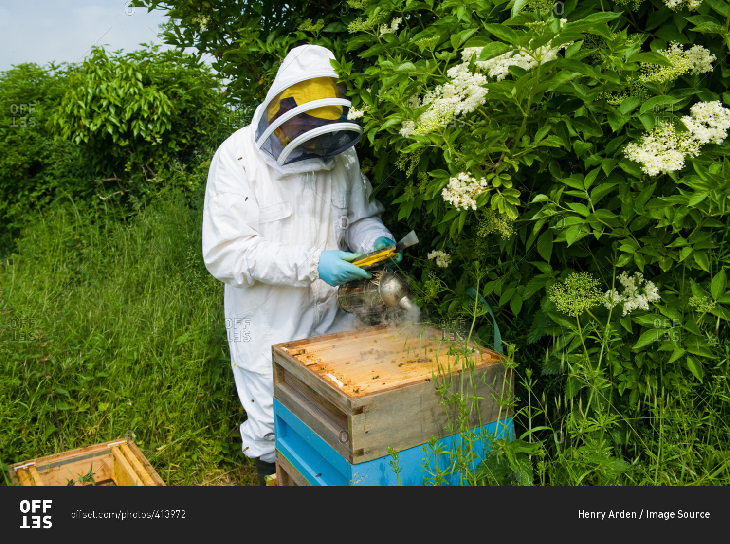 Beekeeper wearing protective clothing using bee smoker on hive