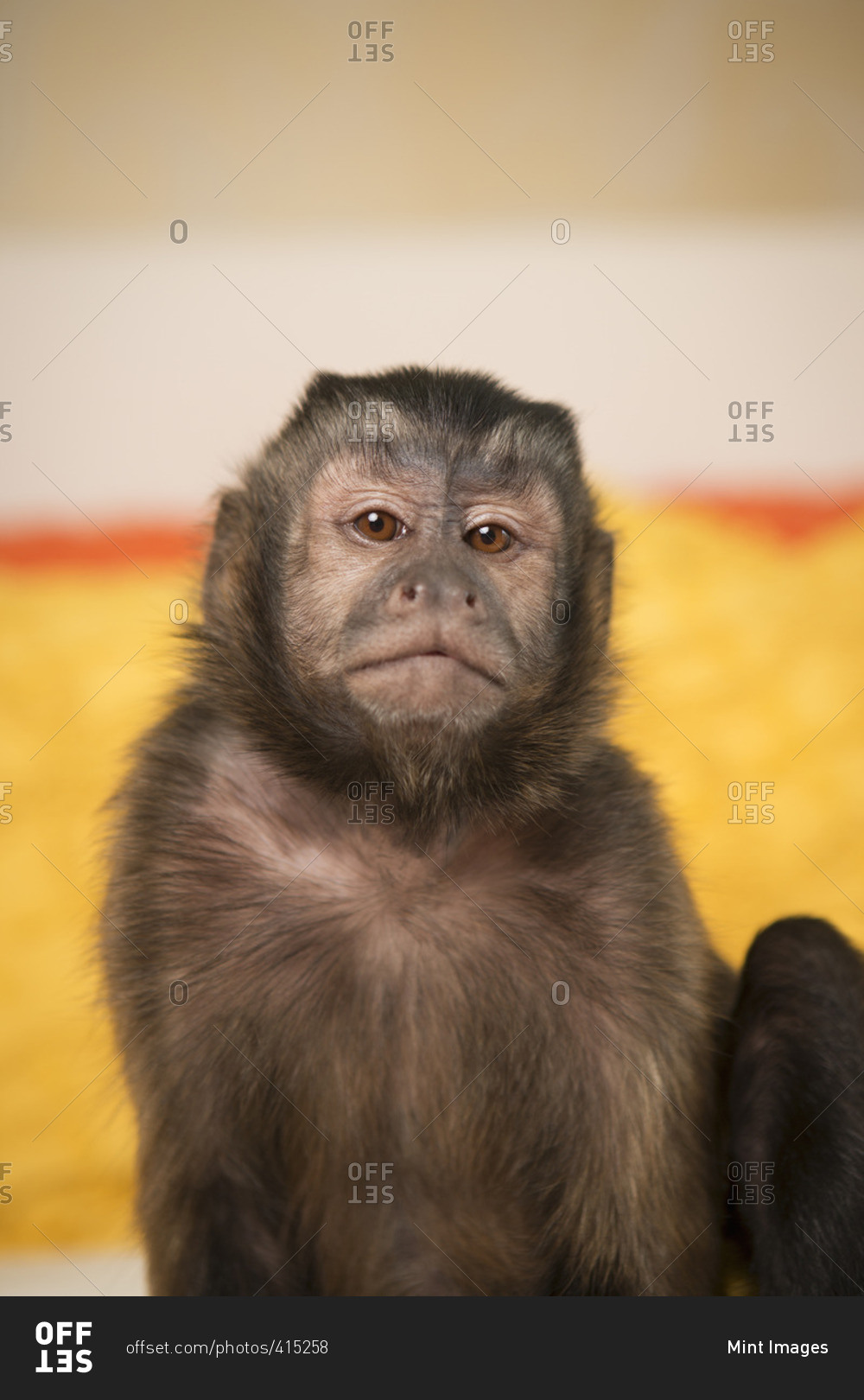 A capuchin monkey seated on a bed in a bedroom stock photo - OFFSET