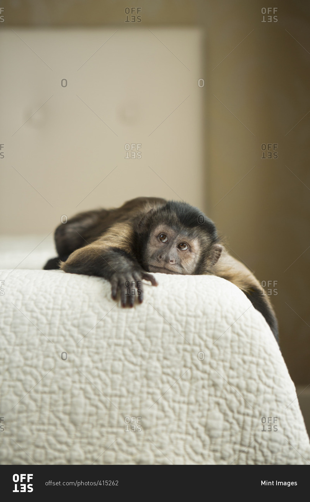 Monkey In Bed