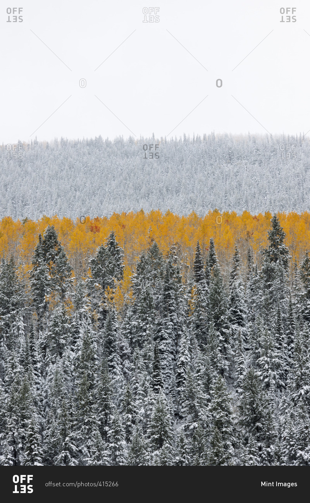 View over aspen forests in autumn, with a layer of vivid orange leaf color against pine trees