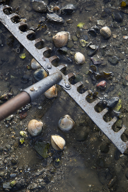 A garden rake on the sand and a number of cockle shells above the surface