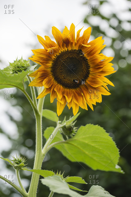 Bumblebees on sunflower