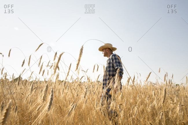 Man wearing a checkered shirt and a hat standing in a cornfield, a farmer