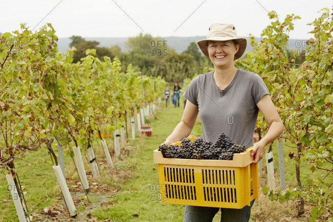 A grape picker in a wide brimmed hat, carrying a plastic crate of picked red grapes