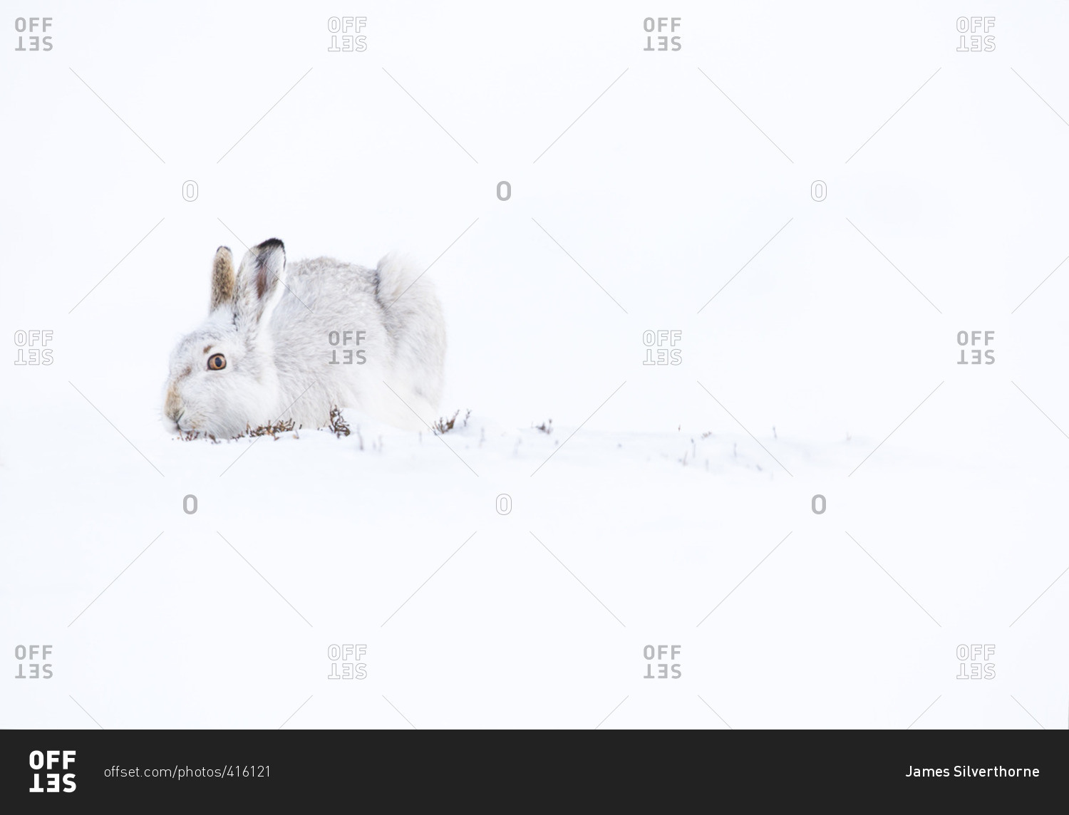 Mountain Hare in\
Cairngorms, \
Scotland.