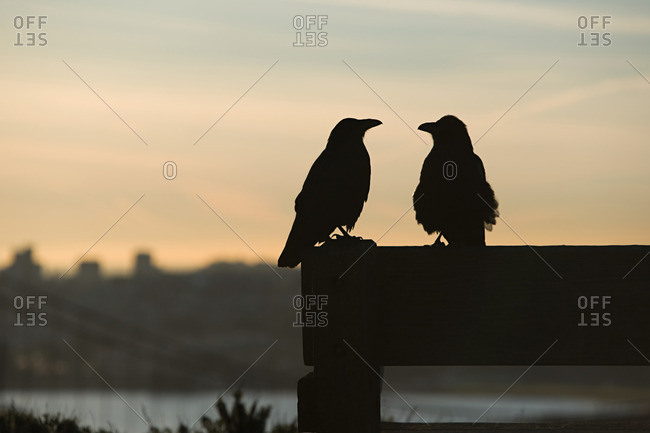 Two birds in silhouette